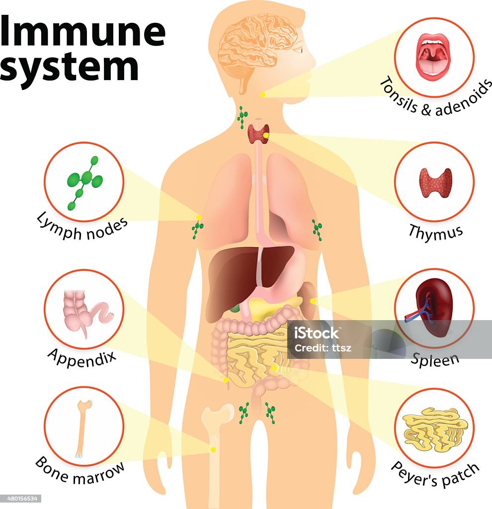 Immune system Immune system. Human anatomy. Human silhouette with internal organs. Immune System stock vector
