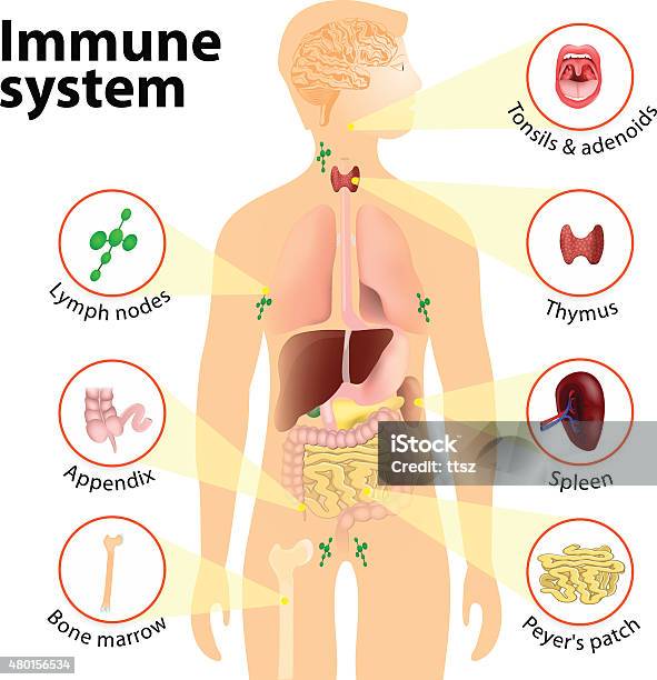 Immune System Stock Illustration - Download Image Now - Immune System, Lymphatic System, Diagram