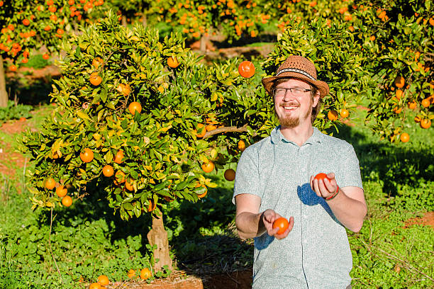 istock Cheerful young man juggling oranges on citrus farm 480156586