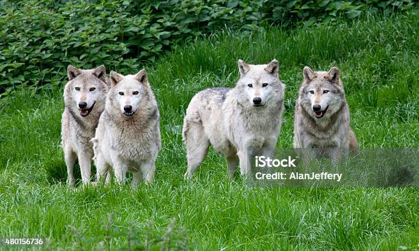 Pack Of Four European Grey Wolves Stock Photo - Download Image Now - 2015, Animal, Animal Wildlife