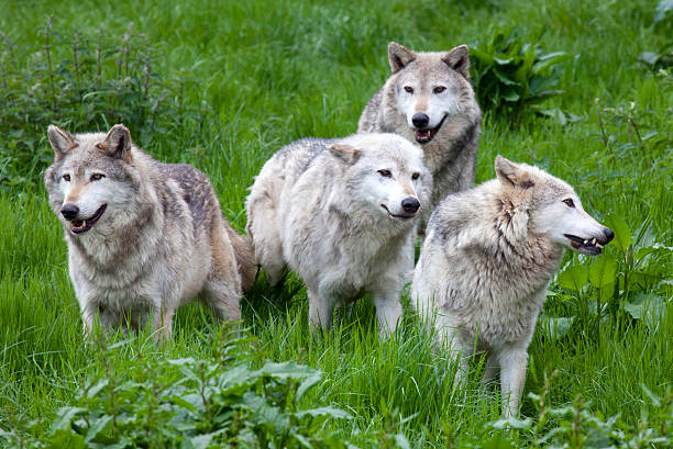 istock Pack of four European Grey Wolves 480156800