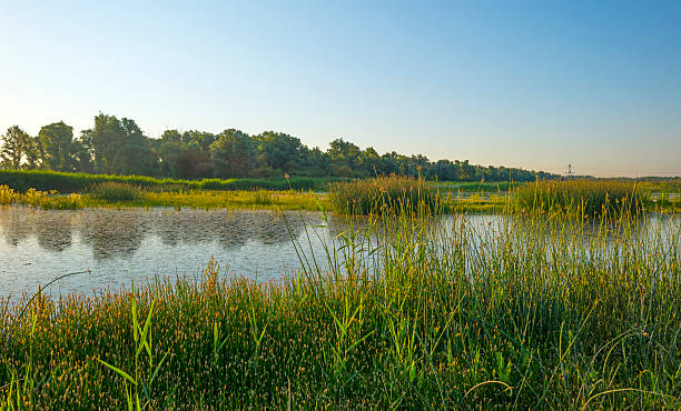istock Wild flowers along a lake in summer at sunrise 480156864