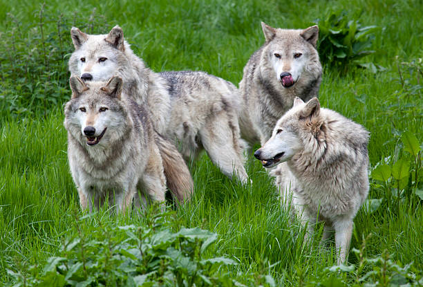 istock Pack of four European Grey Wolves 480157040