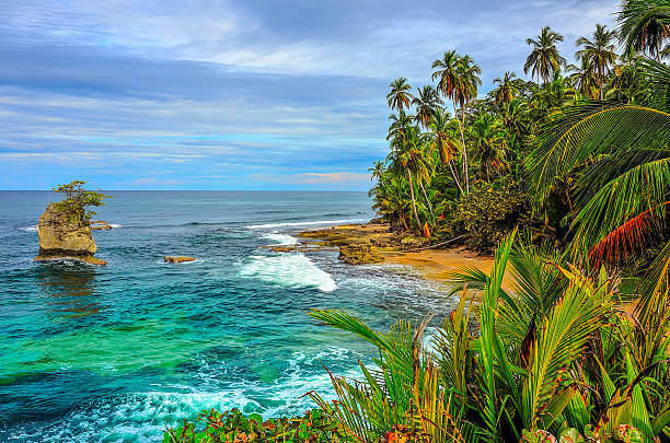 wild spiaggia caraibica della costa rica-manzanillo - tropical rainforest rainforest costa rica tree area foto e immagini stock