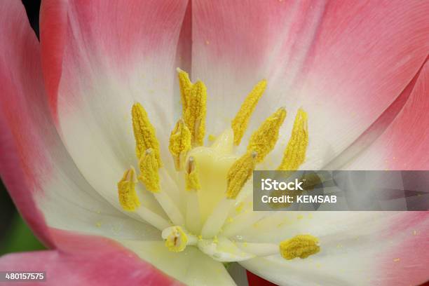 Tulipano Rosa Interni - Fotografie stock e altre immagini di Botanica - Botanica, Close-up, Composizione orizzontale