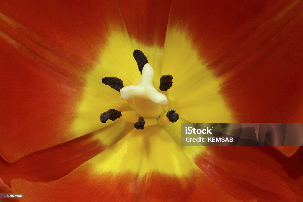 Tulipe rouge intérieur - Photo de Botanique libre de droits