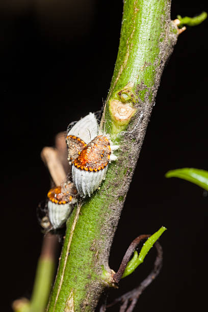 Scale insects macro shot of a cochineal colony over a citrus branch brown soft scale insect stock pictures, royalty-free photos & images