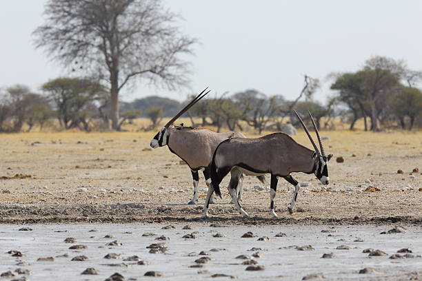 istock Oryx's at the waterhole in Nxai Pan NP 480159685