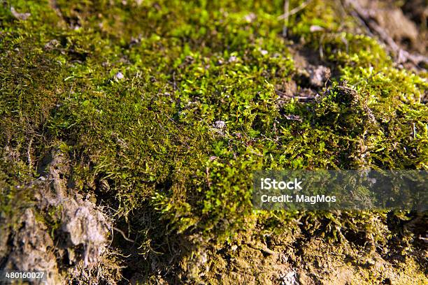 Green Moss On The Slopes Stock Photo - Download Image Now - Ancient, Antique, Blank