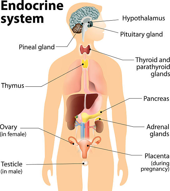 układ hormonalny - układ hormonalny stock illustrations