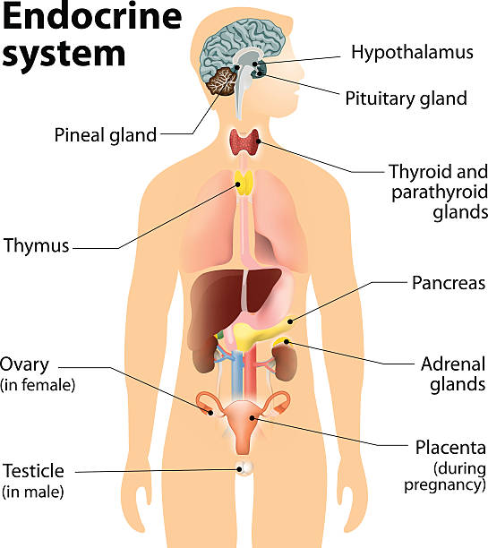 3,419 Endocrine System Illustrations & Clip Art - iStock | Hormones,  Pituitary gland, Diabetes