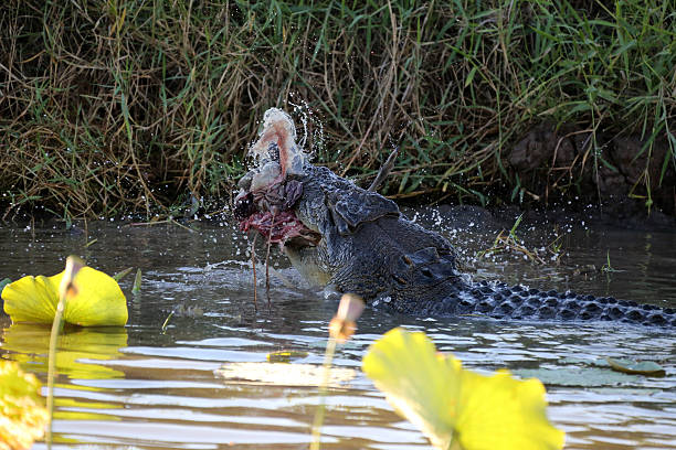 istock Crocodile in the Water Eating Kangaroo 480160254
