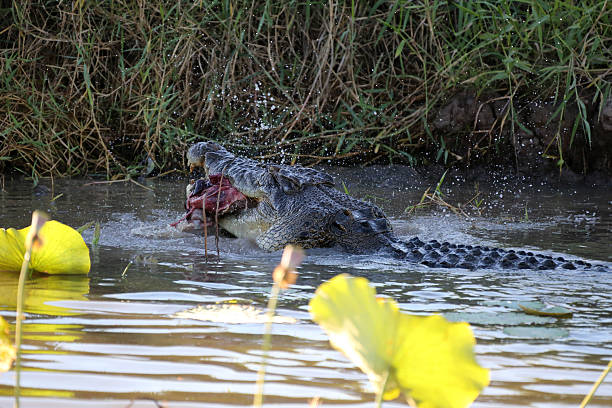 istock Crocodile in the Water Eating Kangaroo 480160270