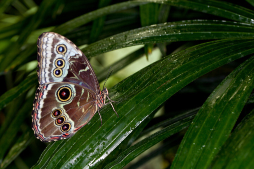 Butterfly on the leaf