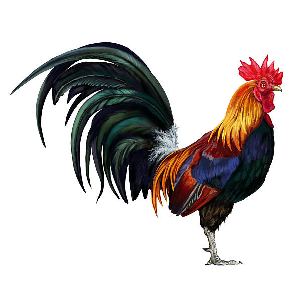 ilustraciones, imágenes clip art, dibujos animados e iconos de stock de rooster grifo - wallpaper brush illustrations