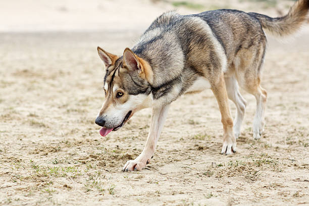 istock Dog walking on the sand flats in a dune 480163814