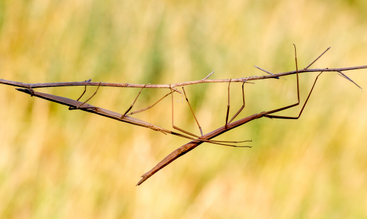Walking stick, Phasmatodea. Insect photographed in their natural habitat