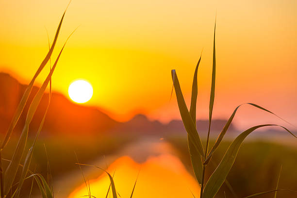 istock Canal through a sunny landscape in summer at sunrise 480165298
