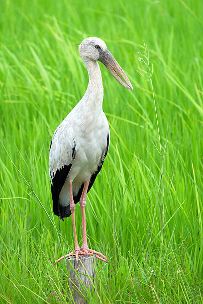 istock Beautiful bird standing on the wood 480166314