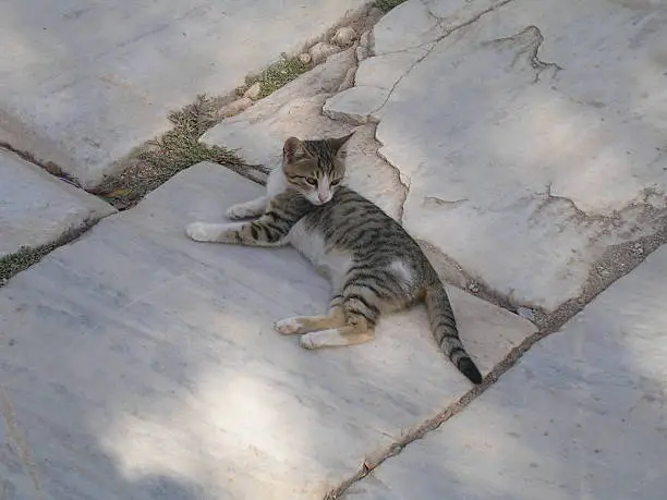 Babycat is sunbating on the street