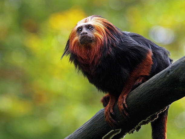 manas national park - タマリン ストックフォトと画像