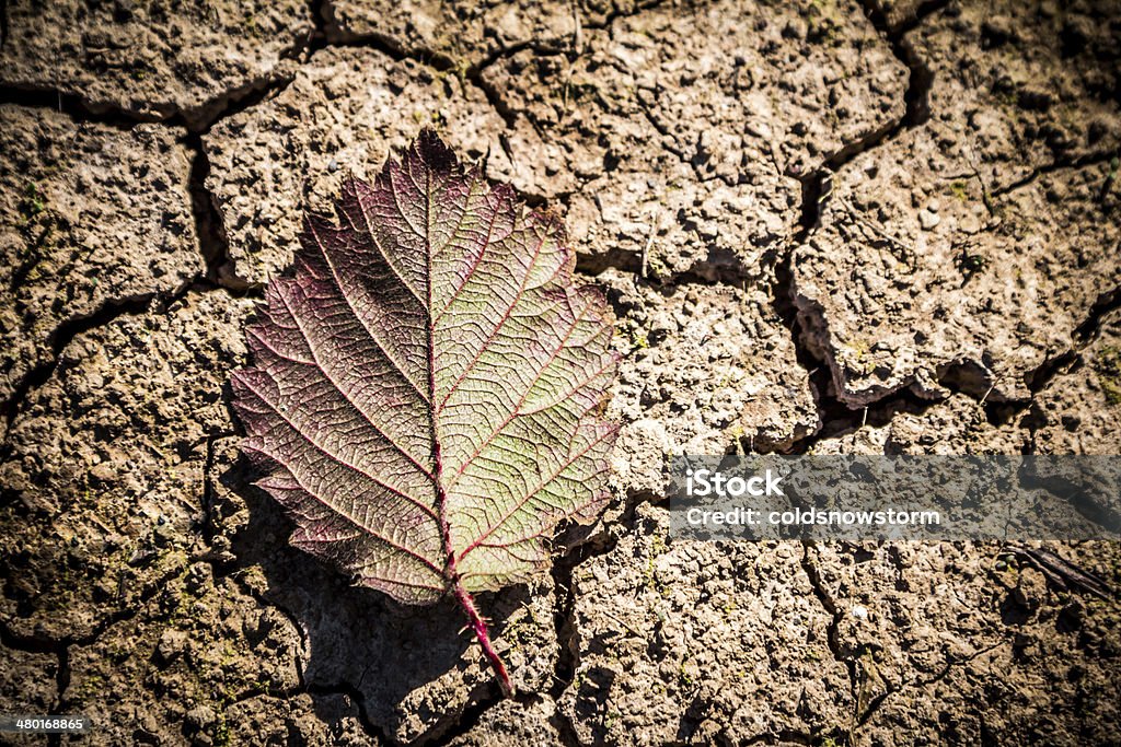 Hope A single leaf on cracked, parched ground. Arid Climate Stock Photo