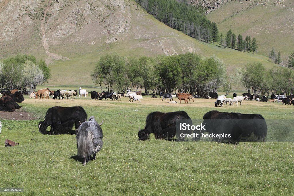 Yak Rinder in der Mongolei - Foto de stock de Cercado royalty-free