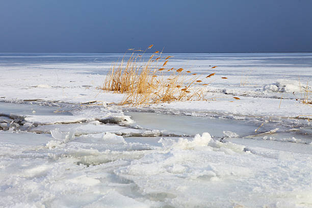 istock reeds on the frozen river 480169559