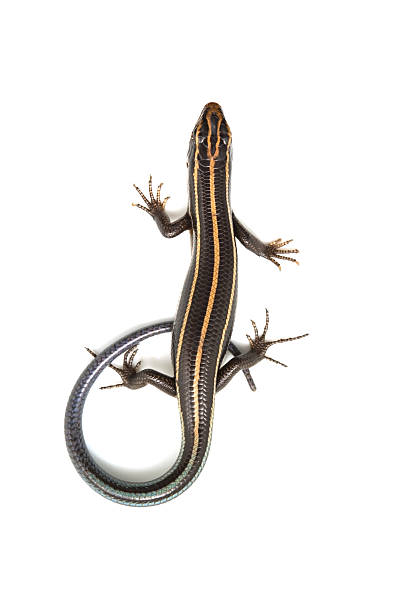 istock Relative of Japanese Five-lined Skink-Plestiodon sp. 480169701