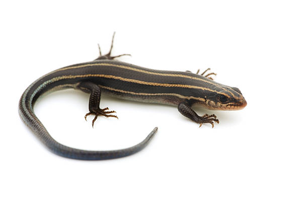 istock Relative of Japanese Five-lined Skink-Plestiodon sp. 480169711