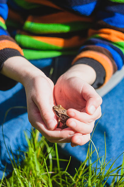 istock Frog in the hands of a child 480169890