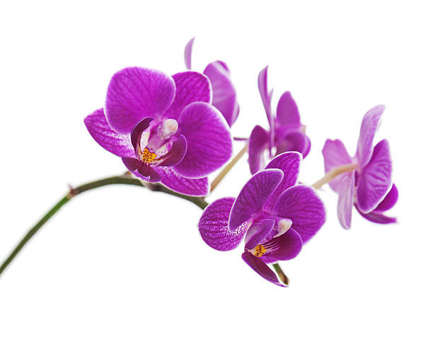 istock Rare purple orchid isolated on white background. 480169951