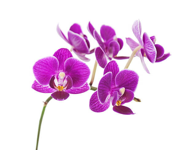 istock Rare purple orchid isolated on white background. 480169971