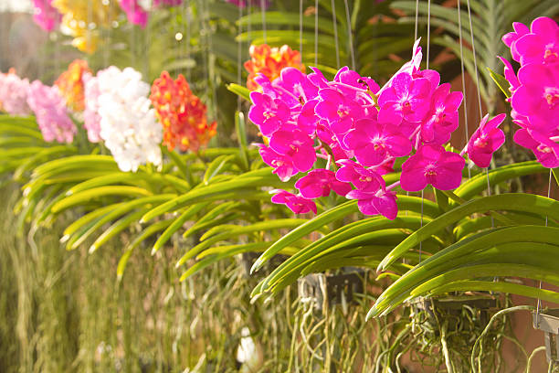 istock Agriculture orchid farm at thailand. 480170001