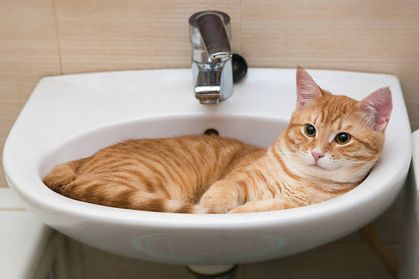 Orange tabby cat lies in the white laver