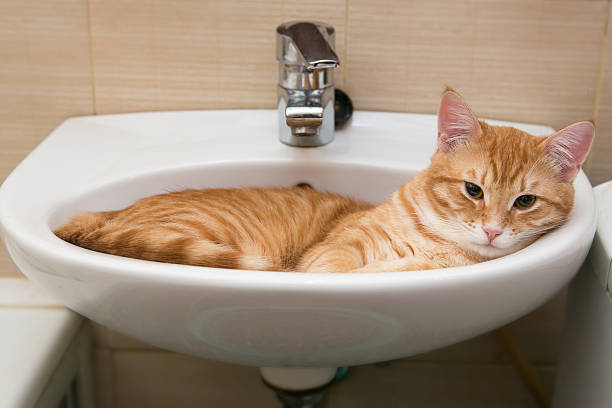 istock Orange tabby cat in laver 480170179