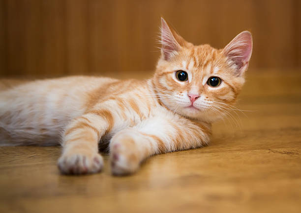 istock Orange kitten lays on the floor 480170247