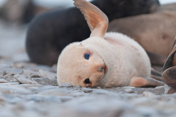 adorable fur seal pup playing cute fur seal pup playing seal pup stock pictures, royalty-free photos & images