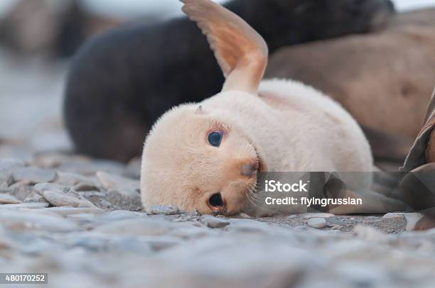 Adorable Fur Seal Pup Playing Stock Photo - Download Image Now - Antarctica, Seal - Animal, Seal Pup