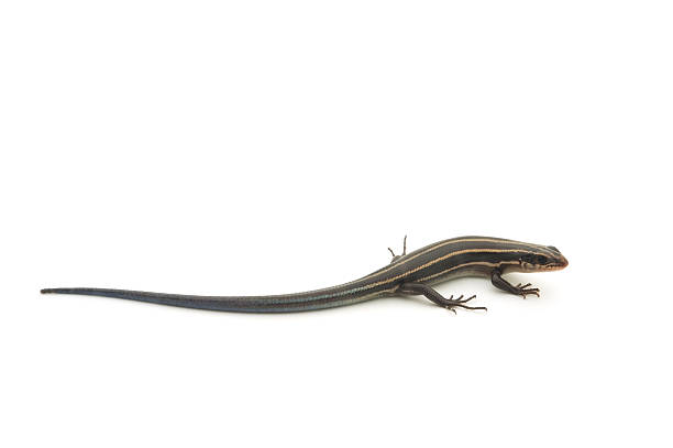 istock Relative of Japanese Five-lined Skink-Plestiodon sp. 480170453