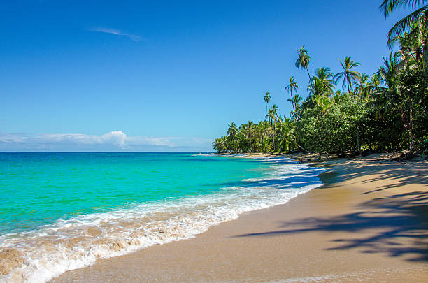 카리브해 비치 닽힌 to puerto viejo-코스타리카 - costa rica beach palm tree tree 뉴스 사진 이미지