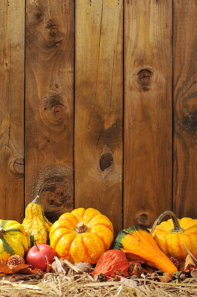 pumpkins Thanksgiving - many different pumpkins on straw in front of old weathered wooden boards with copyspace chinese lantern lily photos stock pictures, royalty-free photos & images