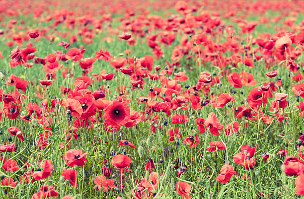 istock Poppy flowers retro peaceful summer background 480170846