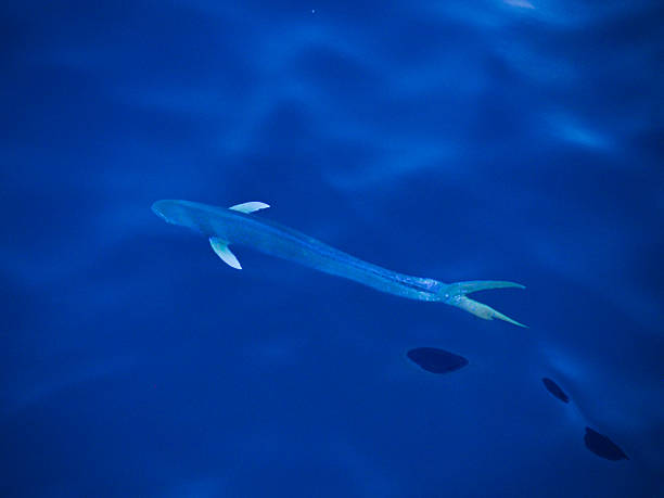 поймать корифену поймать корифену (coryphaena hippurus) плавательный подводный - coryphaena стоковые фото и изображения
