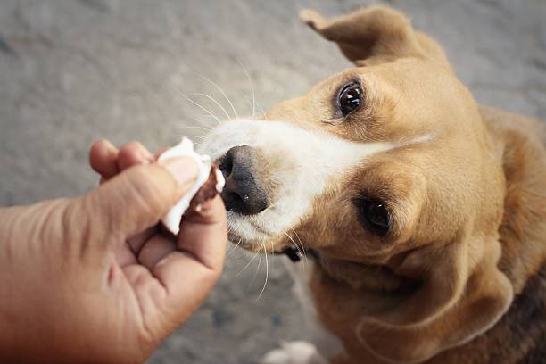 istock brown and white beagle dog in the park 480171042