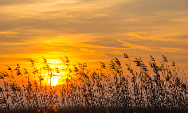 istock Sunrise over reed in a field in winter 480171797