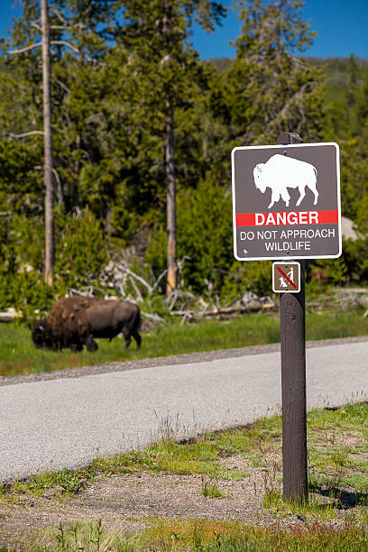 istock Bison in Yellowstone National Park 480173454