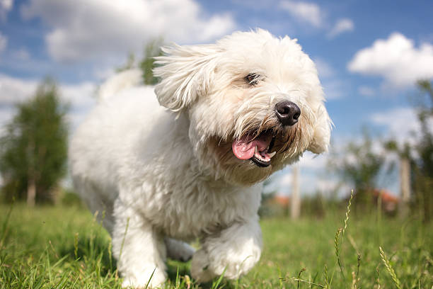 istock Coton de Tulear dog playing in garden 480173790