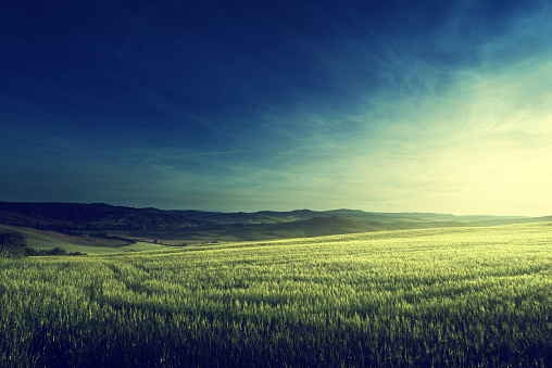 Wheat fields under a clear blue sky