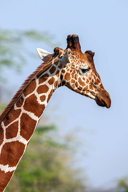 giraffa reticolata uomo ritratto, contro sfondo di savannah. tm - length south high up climate foto e immagini stock